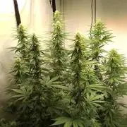 Blue Gelato 41 Barneys Farm