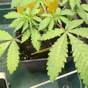 Sweet Cherry Kush