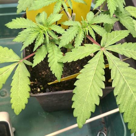 Sweet Cherry Kush