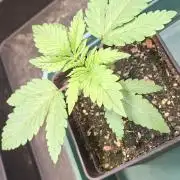 Papaya Jealousy