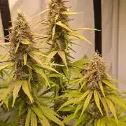 Blue Gelato 41 Barneys Farm