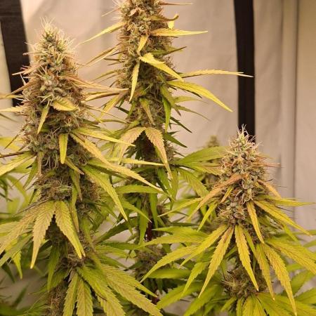 Blue Gelato 41 Barneys Farm