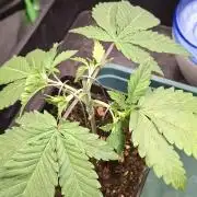 Papaya Jealousy