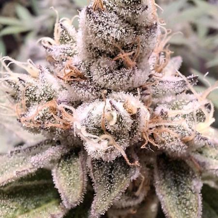 Tropicana Cherry