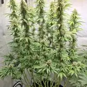 Blue Gelato 41 Barneys Farm