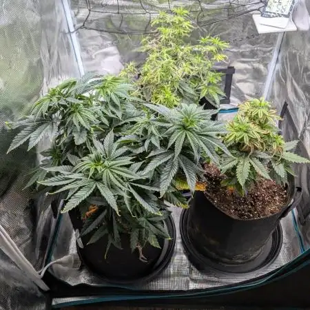 Winter Grow - 3 Strains