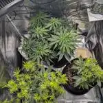 Winter Grow - 3 Strains