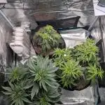 Winter Grow - 3 Strains