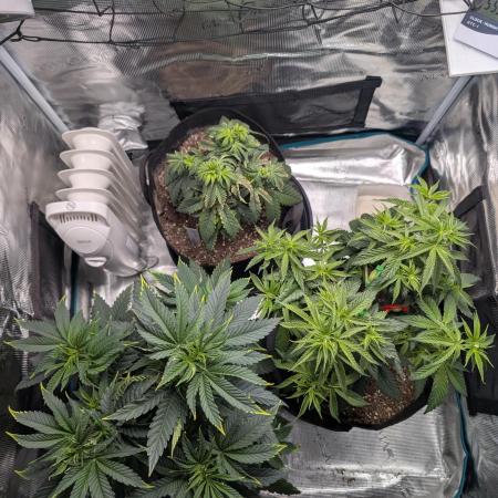 Winter Grow - 3 Strains