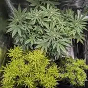 Winter Grow - 3 Strains