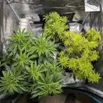 Winter Grow - 3 Strains