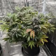 Winter Grow - 3 Strains