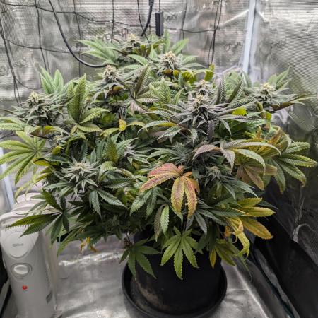 Winter Grow - 3 Strains