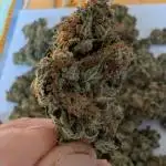 Special Kush #1 - Improved Grow