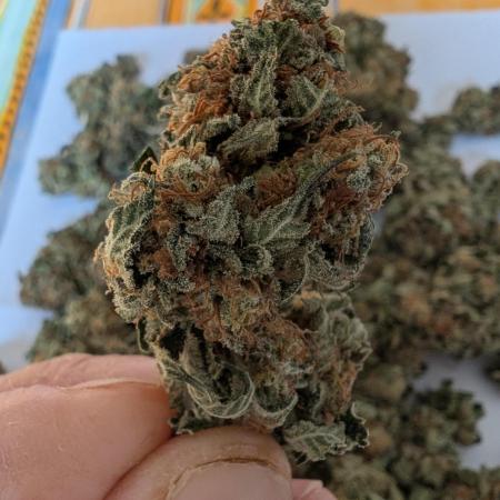 Special Kush #1 - Improved Grow