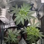Winter Grow - 3 Strains
