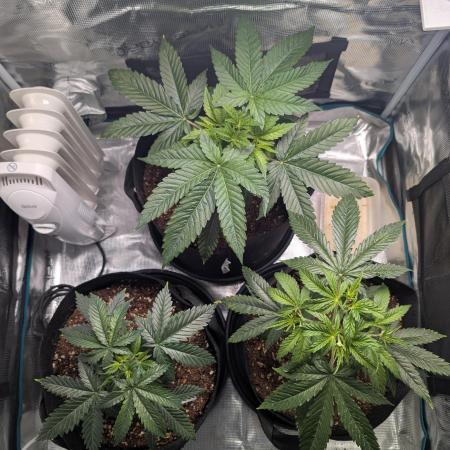 Winter Grow - 3 Strains