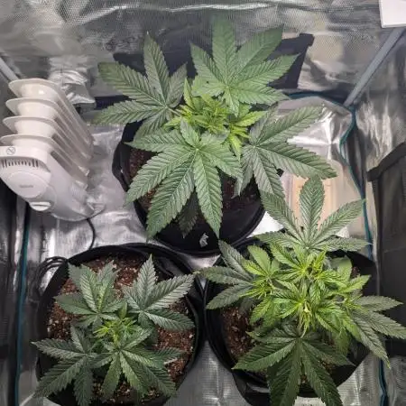 Winter Grow - 3 Strains