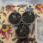 Winter Grow - 3 Strains