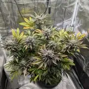 Winter Grow - 3 Strains