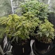Winter Grow - 3 Strains