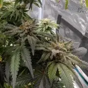 Winter Grow - 3 Strains
