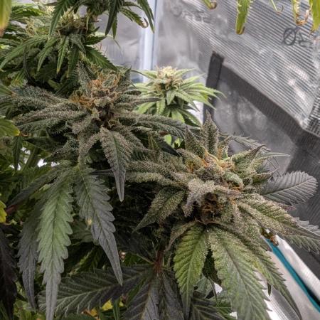 Winter Grow - 3 Strains