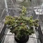 Special Kush #1 - Improved Grow