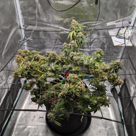 Special Kush #1 - Improved Grow