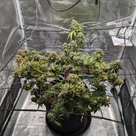 Special Kush #1 - Improved Grow