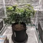 Special Kush #1 - Improved Grow