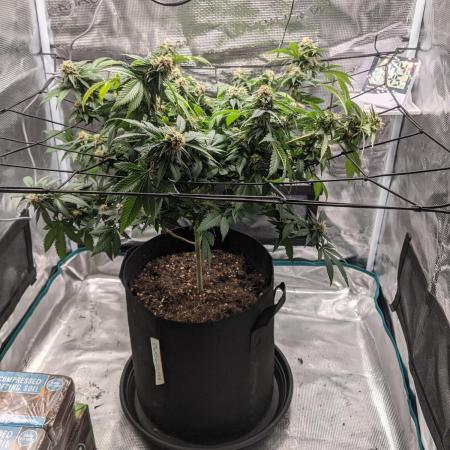 Special Kush #1 - Improved Grow