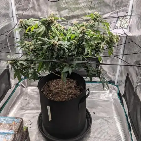 Special Kush #1 - Improved Grow