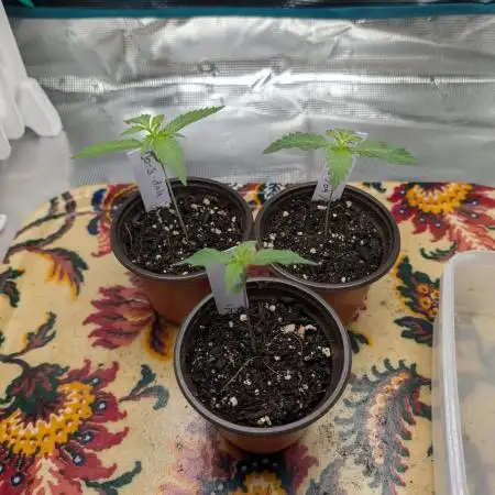 Winter Grow - 3 Strains