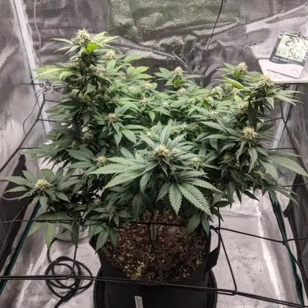 Special Kush #1 - Improved Grow