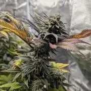 Winter Grow - 3 Strains