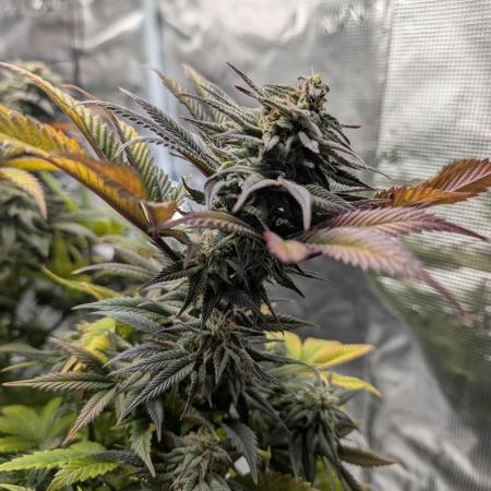 Winter Grow - 3 Strains