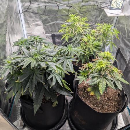 Winter Grow - 3 Strains