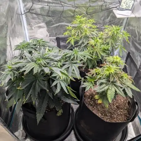 Winter Grow - 3 Strains