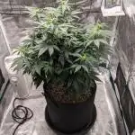 Special Kush #1 - Improved Grow