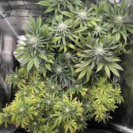 Winter Grow - 3 Strains