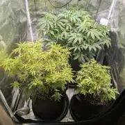 Winter Grow - 3 Strains