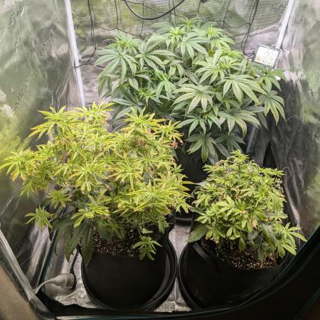 Winter Grow - 3 Strains
