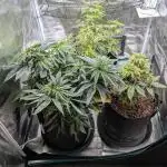 Winter Grow - 3 Strains