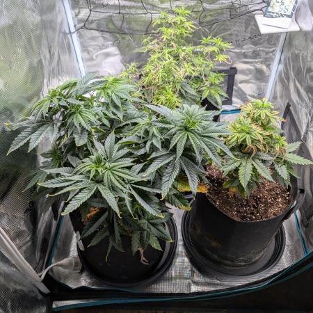 Winter Grow - 3 Strains