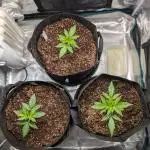 Winter Grow - 3 Strains