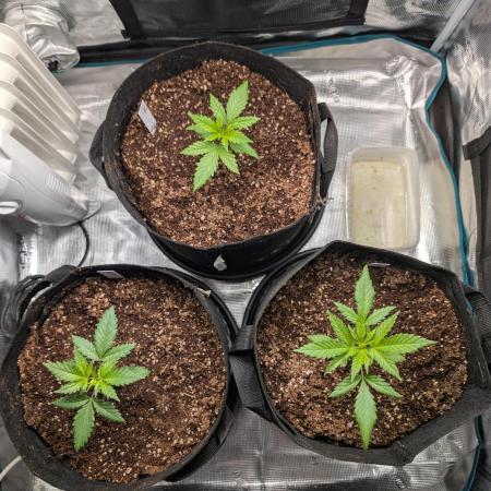 Winter Grow - 3 Strains