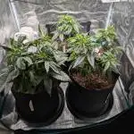 Winter Grow - 3 Strains