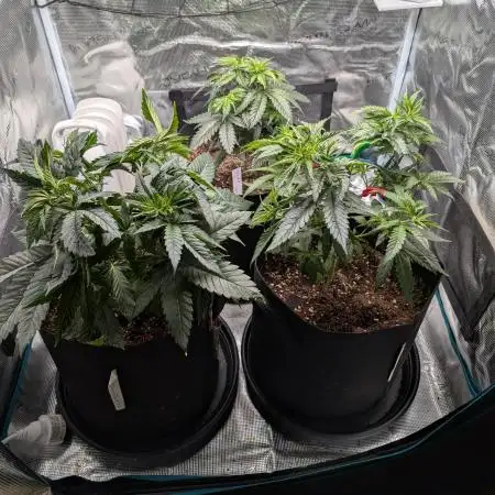 Winter Grow - 3 Strains