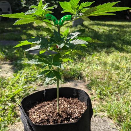 Special Kush #1 - Improved Grow